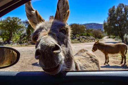 Cyprus donkey peeking into a rental car
