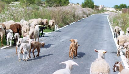 Животные на дороге в Кипре