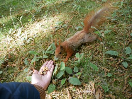 Feeding squirrels in Poland