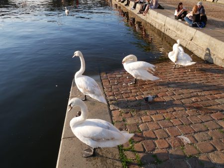 Лебеди в Праге на индивидуальной экскурсии