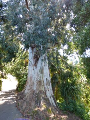 Огромное дерево в ботсаду