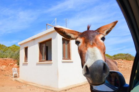 Donkey in Cyprus