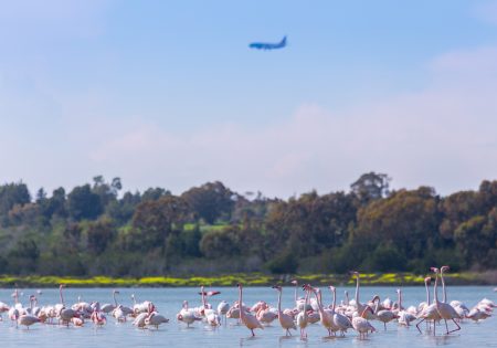 By plane to Cyprus flamingos