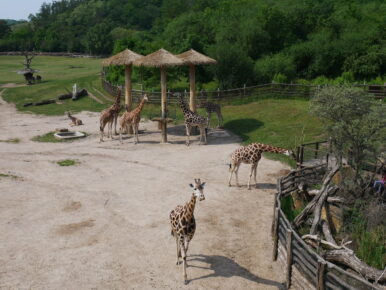 Зебры в пражском зоопарке