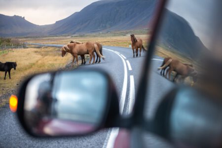 Лошади на дороге в Исландии