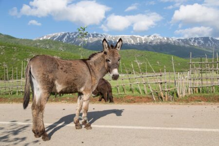 Ослик на дороге в Албании